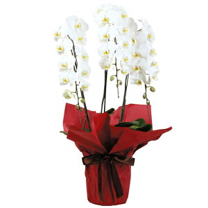 Ӓ3{ijLTCYӒ 傤 R`E JXj a LO җj Mtg