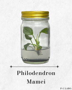 yrgcztBfh V[Y S8   CeAO[ RpNg ^CY 1r