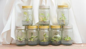 yrgcztBfh V[Y S8܂Ƃ