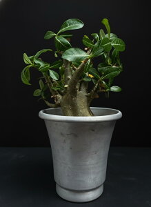 Adenium AfjE P-C LABO. A |p 󏭕i 荢