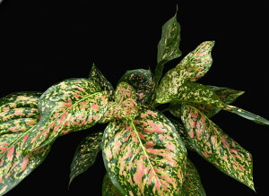 Aglaonema_Venus �A�O���I�l�}�E�r�[�i�X P-C LABO. �A�� �|�p �󏭕i ���荢��