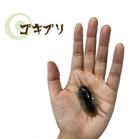 楽天市場 ゴキブリ おもちゃの通販 楽天市場 ゴキブリ おもちゃの通販