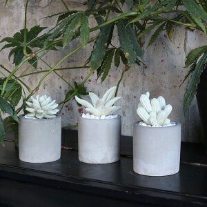 DULTON@ALOE FRAGRANCE DIFFUSER AG tOX fBt[U[ AJ Be[W _ ~bhZ`[ g HƃfUC