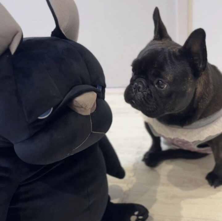 楽天市場】もちぶる XL 抱き枕 ぬいぐるみ 犬 ビッグ ふわふわ BIG 