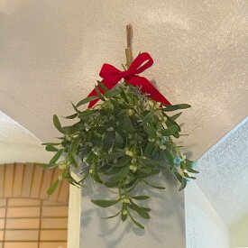 楽天市場 クリスマス ヤドリギの通販