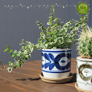 yGARDENFLOWERzAؔEHASAMIFgĐAF 85mm