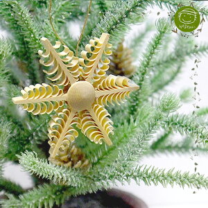 yNX}XpizyVpoESpanbaumz؂̃I[igm ChristmasFNX}X n