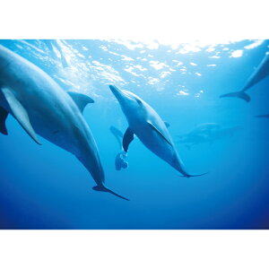 C|X^[@𗁂тCJ@h|X^[@ӂ|X^[@KC