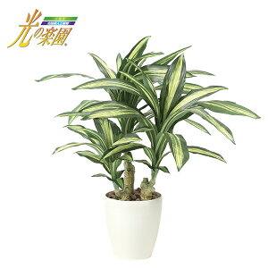 観葉植物 幸福の木 光触媒の通販 価格比較 価格 Com 観葉植物 幸福の木 光触媒の通販 価格比較 価格 Com