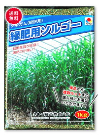 【お買い物マラソンクーポン発行中！】タキイ種苗 ソルガム種 緑肥用ソルゴー 1kg 地力増進 緑肥の種 有機物 牧草種子 景観用作物 茎葉が細く分解しやすい 初期育成が早い 耐暑性が高い 草丈200～280cm あす楽