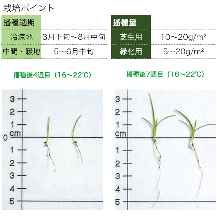 楽天市場】タキイ種苗 センチピートグラス・ティフ・ブレア 種 500g