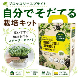 有機種子 ブロッコリースプラウト 栽培キット(容器1点+種2袋) ブラック スプラウト 豆苗 水耕栽培 野菜 育てる 栽培容器 おしゃれ グリーンインテリア 栽培セット 種 園芸 収穫 室内 スプラウト栽培 自由研究