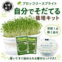 有機種子 ブロッコリースプラウト 栽培キット(容器1点+種2袋) スプラウト 豆苗 水耕栽培 野菜 育てる 栽培容器 おしゃ…