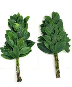 @ց@1R[X@{/qTJL@i12{߉{2܁jwł肢܂