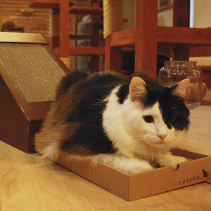 キャットハウス 三角屋根 またたび 爪とぎ付き 猫 ペットハウス nekoto 変形爪とぎハウス ( ネコ ねこ 猫用品 爪とぎ 屋内 室内 猫用 ハウス 家 ベッド ネコハウス つめとぎ 爪砥ぎ 爪 とぎ 爪