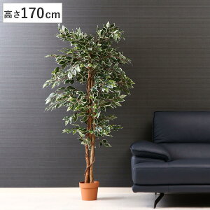 tFCNO[ tBJX 170cm  i ϗtA tFCN lHϗtA     7Ή sv lHA O[  CeA lH A ͂Ȃ j