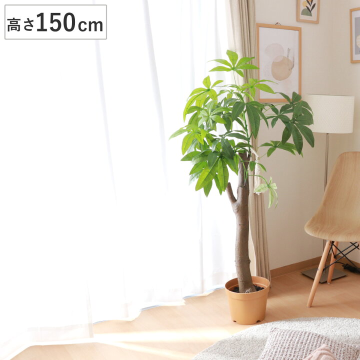 楽天市場】フェイクグリーン パキラ 高さ150cm 朴タイプ （ 観葉植物  