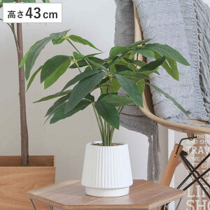 tFCNO[ pL 43cm Z~bN|bg i ϗtA tFCN lHϗtA  A A A[gO[ sv ȒP rO  CeA O[ ͂