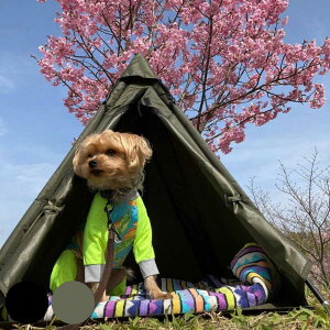 テント ペット Woof!!Woof!! Dog Tippy Tent 犬 ( ペットテント ティピーテント 犬用テント ペット用 ペットハウス 屋外 組み立て コンパクト おしゃれ ペットベッド 犬用 小型犬 キャンプ ア