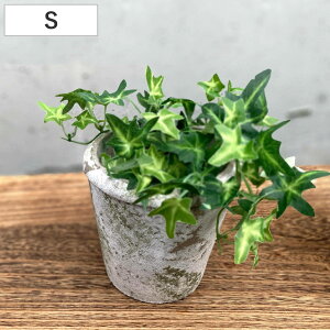 Aؔ XeB[N RjbN|bg S a12.5cm t[|bg i vg|bg v^[|bg  A Zg |bg   CeA Aւ  ϗtA 