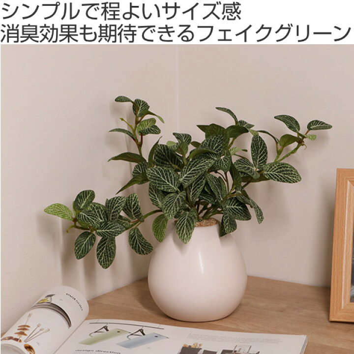 楽天市場】人工観葉植物 フィットニア 18cm フェイクグリーン 造花 