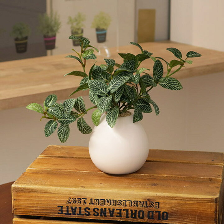 楽天市場】人工観葉植物 フィットニア 18cm フェイクグリーン 造花 