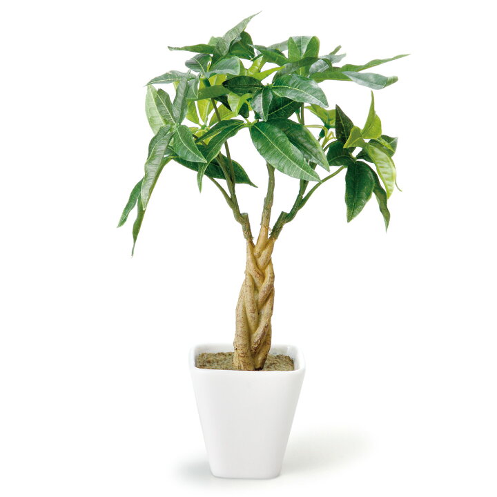 楽天市場 人工観葉植物 パキラ 27cm 観葉植物 造花 光触媒 ミニ 卓上 フェイクグリーン 人工植物 フェイク アートグリーン 触媒加工 抗菌 消臭 緑 グリーン 癒し リラックス 人工 枯れない 水やり不要 簡単 おしゃれ インテリア 飾り リビングート 楽天市場店