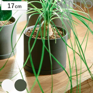 KINTO Lg[ vg|bg 170×160mm i  Aؔ v^[ t[|bg 17cm  킢 Vv ϗtA O[|bg CeA G j