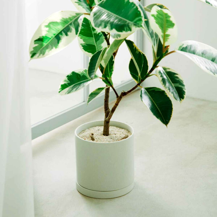 楽天市場】KINTO キントー プラントポット 200×195mm （ 鉢 植木鉢 