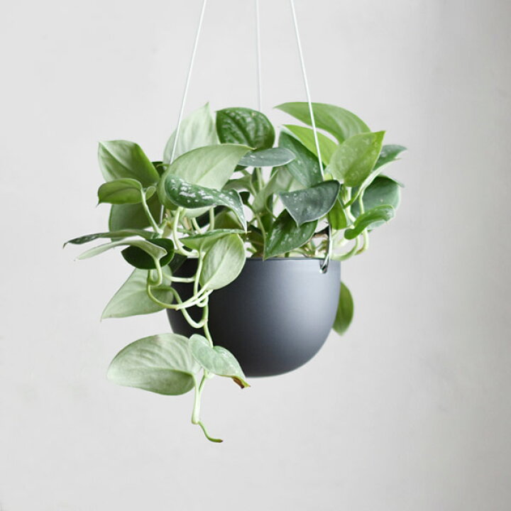 楽天市場 プランター プラントポット キントー Kinto 14cm ベージュ 送料無料 ハンギングプランター 吊り鉢 プラントハンガー 植木鉢 壁掛け 吊るす 吊り下げ おしゃれ 観葉植物 屋内 室内 店舗 ディスプレイ お店 多肉植物 底穴 鉢カバー リビングート 楽天市場店