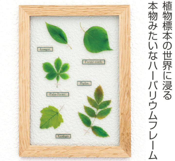 楽天市場 アートフレーム Herbarium Art Frame ポプラ Natural ハーバリウム アート 壁掛け 植物 グリーン インテリア 雑貨 スタンド アンティーク ナチュラル おしゃれ ギフト プレゼント 母の日 お祝い 誕生日 リビングート 楽天市場店