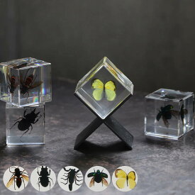 ペーパーウェイト Casimir 昆虫標本 ガラス （ 昆虫 標本 虫 オブジェ 置物 ディスプレイ コレクション アクリル 四角 キューブ リアル 本物 生き物 観察 立体的 透明 インテリア 文鎮 紙押さえ ）