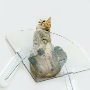 LbgXebv Cat Steps R[i[p i  lR Xebv ˂ L ǖʎt  NA p p ^  V ȃXy[X DIY CeA ybgObY ybgpi j