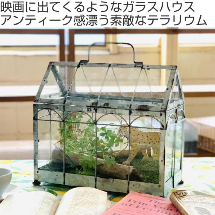 楽天市場】ガーデニング テラリウム 幅35×奥行18×高さ32cm Mサイズ 