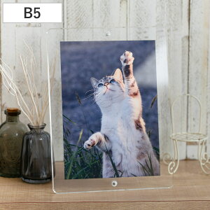 }Op` tHgt[ X^_[h B5TCY i tHgX^h ʐ^ }Olbg AN {   u^ Ǌ| X^h ʐ^ c  ʐ^t[ ʐ^ Ce