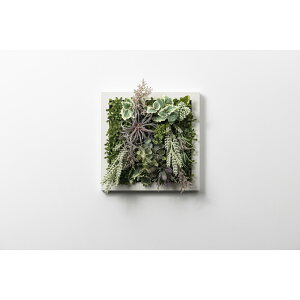 �A�����^�b�N�X[XGC002W4]SONOFlower Type B