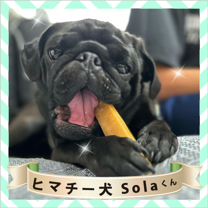 楽天市場 単品 Mサイズ 約70g 正規品ヒマチー ヒマラヤチーズ スティック 商標取得 ペット 犬用おやつ 無添加 ガム 送料無料 ロアジス直営店 ロアジス ナチュラル Pet Life