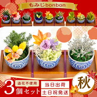【翌日配達OK】 プリザーブドフラワー 花 ギフト 送別 枯れない ミニ盆栽 苔玉 観葉植物 誕生日 プレゼン…