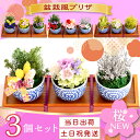 プリザーブドフラワー 退職祝い 送別 枯れない ミニ盆栽 苔玉 観葉植物 花 ギフト お花 誕生日 プレゼント 女性 男性 母 父 祖母 祖父 還暦祝い 緑寿 古希 喜寿 卒寿 傘寿 米寿 お祝い 60代 70代 80代 新築祝い ブリザードフラワー 無料ラッピング 母の日 送料無料 bon・bon