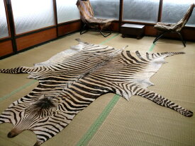 楽天市場 剥製の通販