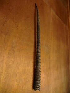 壁掛 ◆角装具■約75cmオリックス ホーン 1本■教材 生物 解剖学 美術 インテリア 骨格 模型 解剖 標本■*剥製