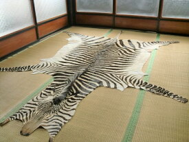 ゼブラ敷物 約286×215cm シマウマ ゼブラ柄 毛皮 壁掛 オブジェ 頭 顔 たてがみ 剥製 革 南アフリカ地域 アニマル 皮 本革 敷物 カーペット