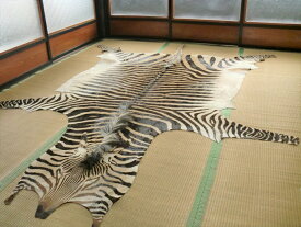 ゼブラ敷物 約293×228cm シマウマ ゼブラ柄 毛皮 壁掛 オブジェ 頭 顔 たてがみ 剥製 革 南アフリカ地域 アニマル 皮 本革 敷物 カーペット