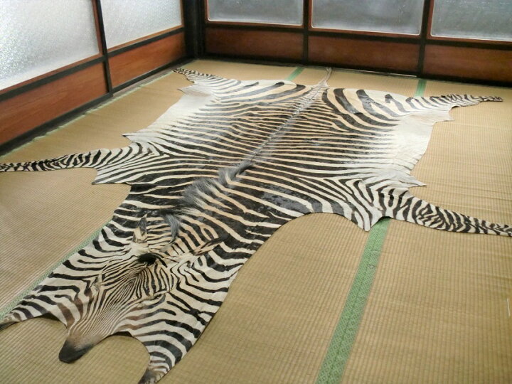 楽天市場】ゼブラ敷物 約306×235cm シマウマ ゼブラ柄 毛皮 壁掛 