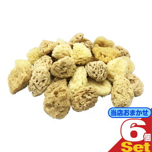 ([({X) |Xg )(X܂(oL))(VRX|W)njJ VRCȃX|W (NATURAL SEASPONGE) (6`7cm×2cm) × 6Zbgysmtb-sz