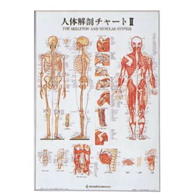 人体解剖チャートII(SR-112)