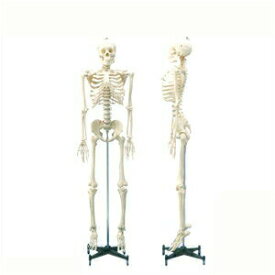 (人体模型)等身大骨格模型可動タイプの等身大の人体全身骨格!- 178Cm【smtb-s】