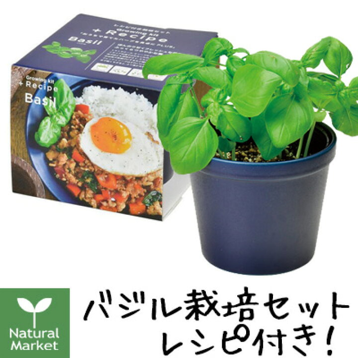 楽天市場 バジル レシピ付き栽培セット 北海道 宅配 3980 9799円のご注文は自動キャンセル 家庭菜園 手軽 簡単 聖新陶芸 Seishin バジルのガパオライスレシピ付き ナチュラル マーケット