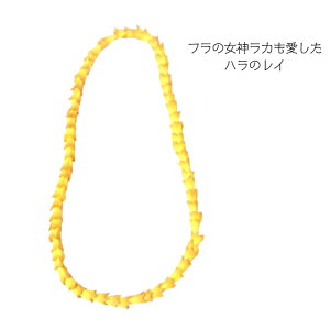 ynCAC nCz@ԏ@HAWAII@t_X@ߑ@nCAG