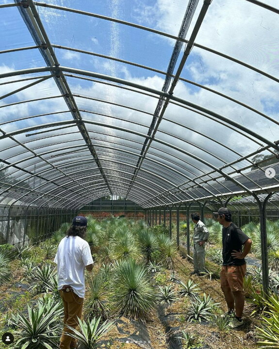 楽天市場】[ アデニア グロボーサ Mサイズ @30000] 塊根植物 